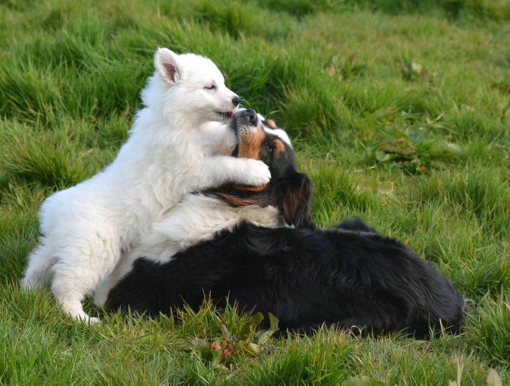 du petit Duc Victoria - Berger Blanc Suisse - Portée née le 20/02/2019