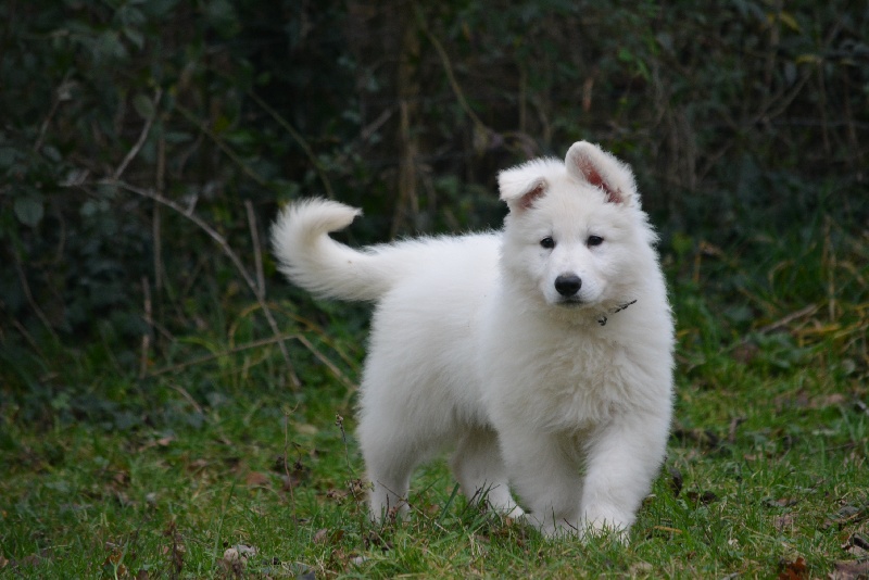 du petit Duc Victoria - Berger Blanc Suisse - Portée née le 31/10/2013