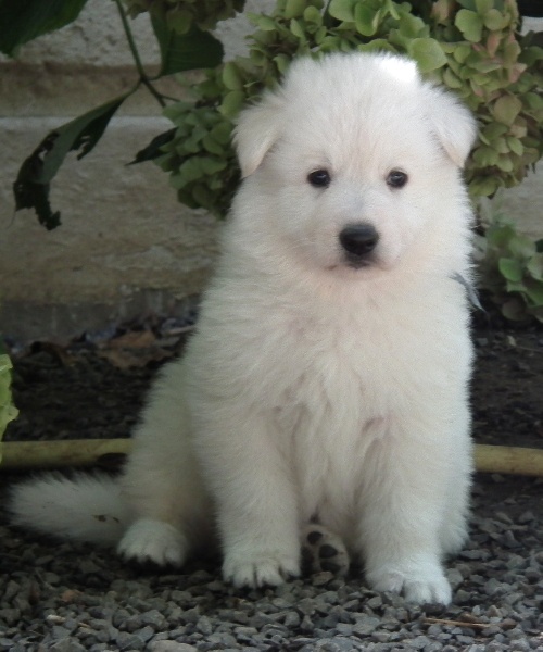 du petit Duc Victoria - Berger Blanc Suisse - Portée née le 03/08/2011