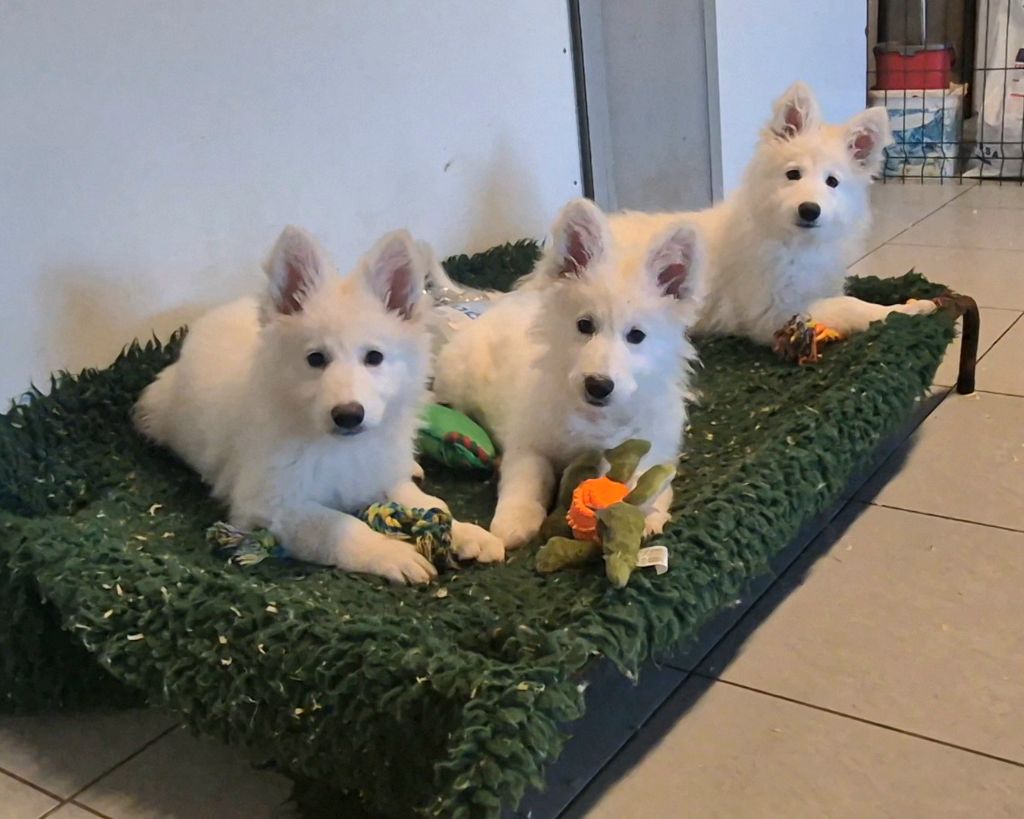 Chiot Berger Blanc Suisse du petit Duc Victoria