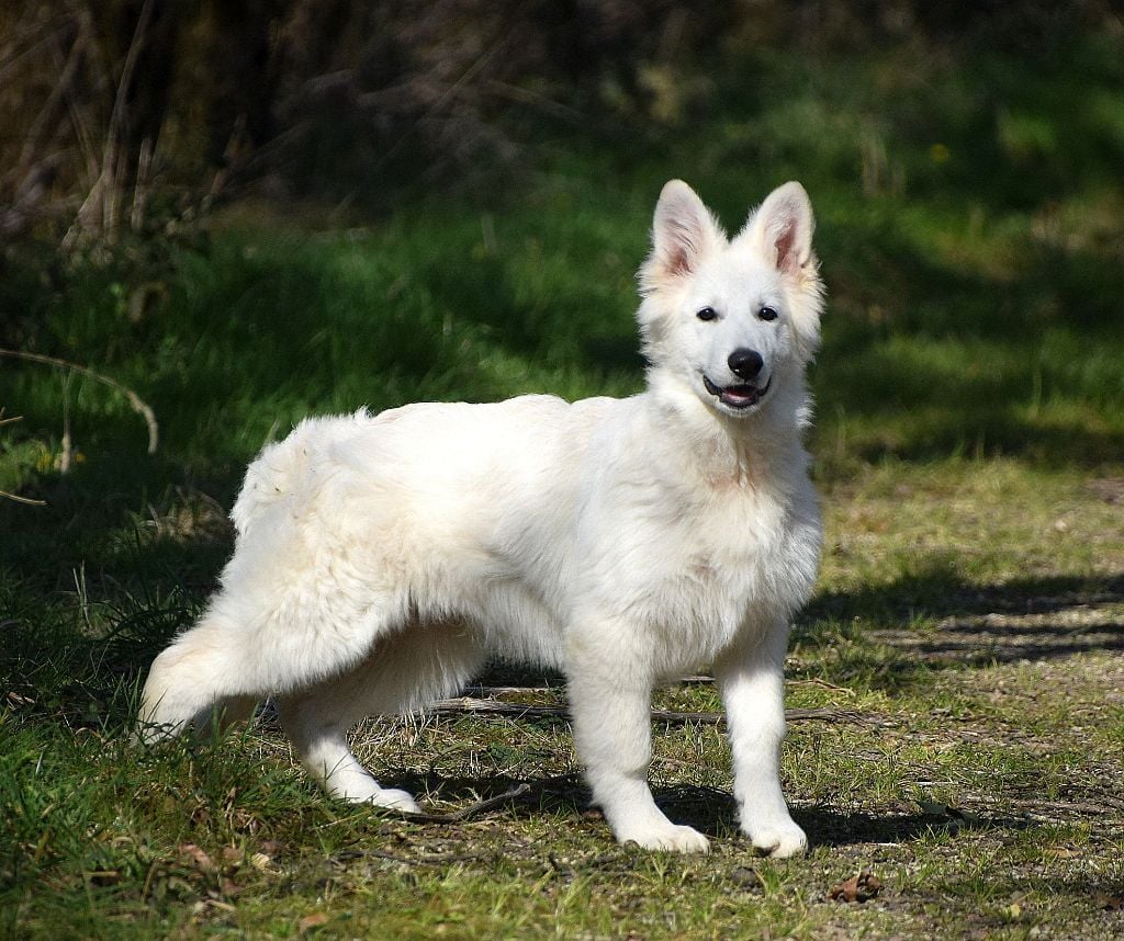 du petit Duc Victoria - Chiots disponibles - Berger Blanc Suisse