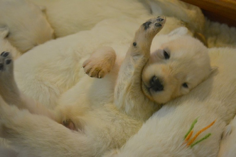 du petit Duc Victoria - Berger Blanc Suisse - Portée née le 28/04/2014