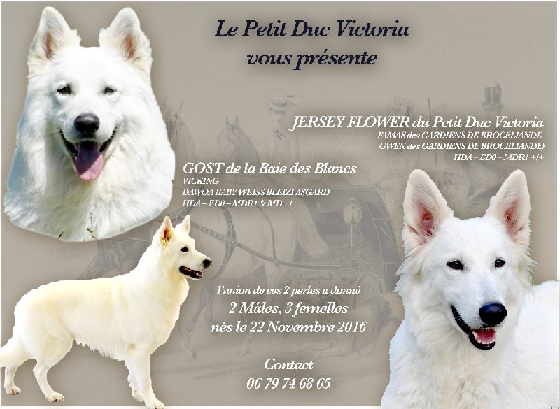 du petit Duc Victoria - Berger Blanc Suisse - Portée née le 22/11/2016