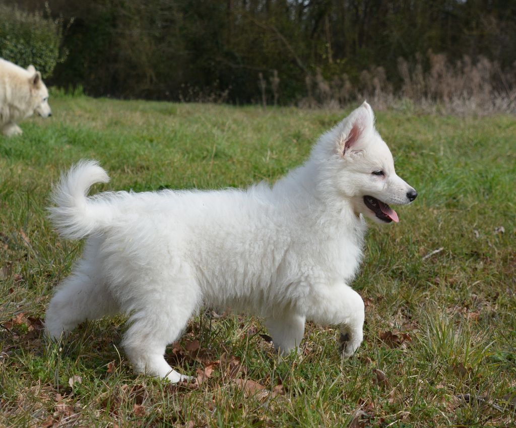 du petit Duc Victoria - Berger Blanc Suisse - Portée née le 26/12/2017