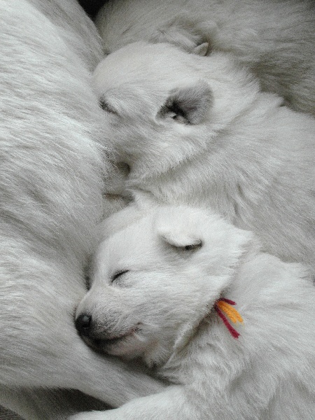 du petit Duc Victoria - Berger Blanc Suisse - Portée née le 01/01/2012