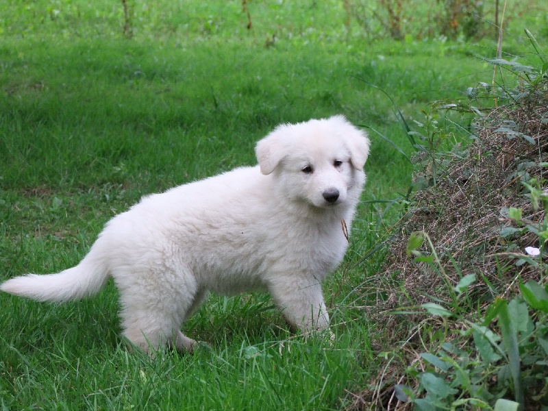 du petit Duc Victoria - Berger Blanc Suisse - Portée née le 09/06/2011