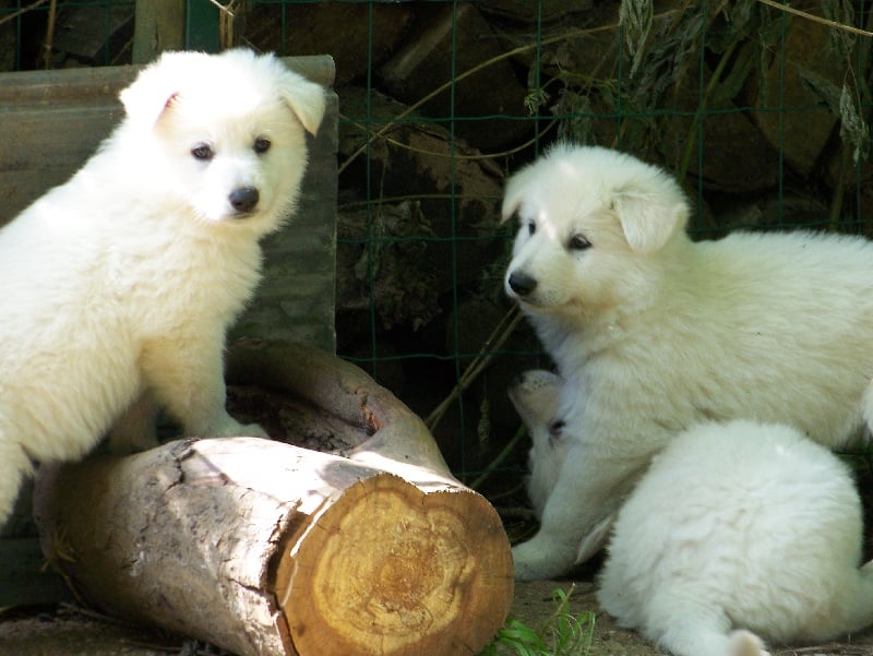 du petit Duc Victoria - Berger Blanc Suisse - Portée née le 27/04/2007