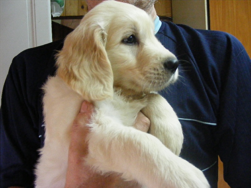 du Bataillon de Charme - Golden Retriever - Portée née le 14/09/2010