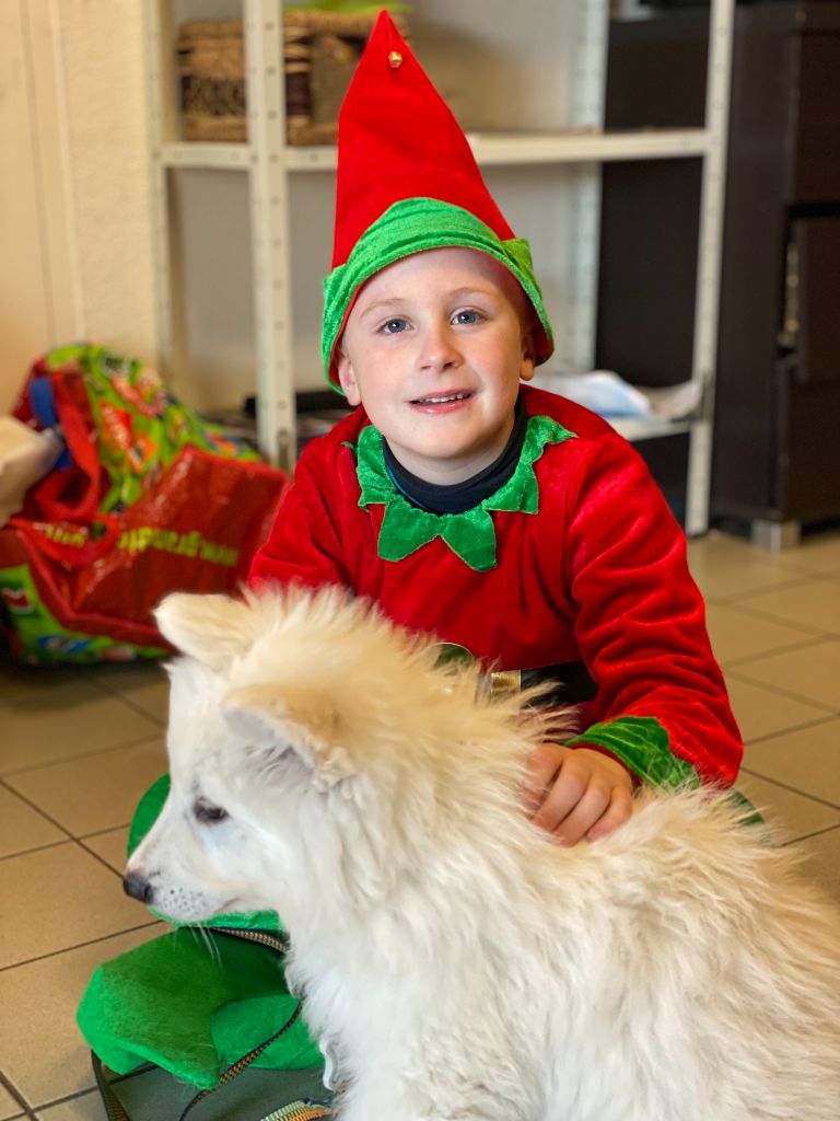 Chiot Berger Blanc Suisse du plateau ardennais