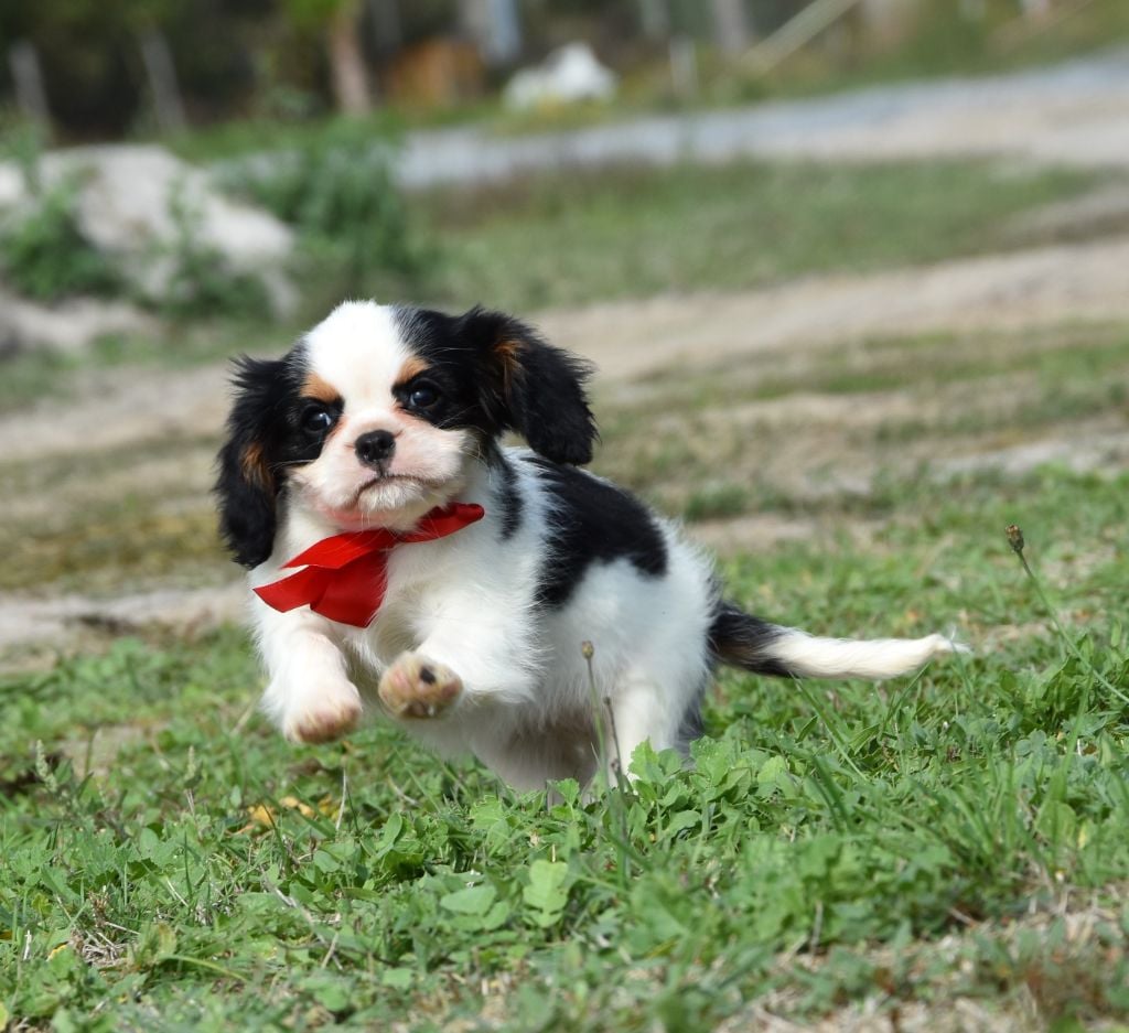 de la plaine du Jaelma - Des bebes cavaliers king charles vous attendent !