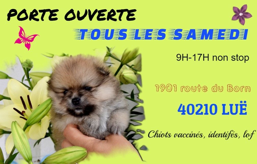 vente chiots LOF TOUS LES SAMEDI