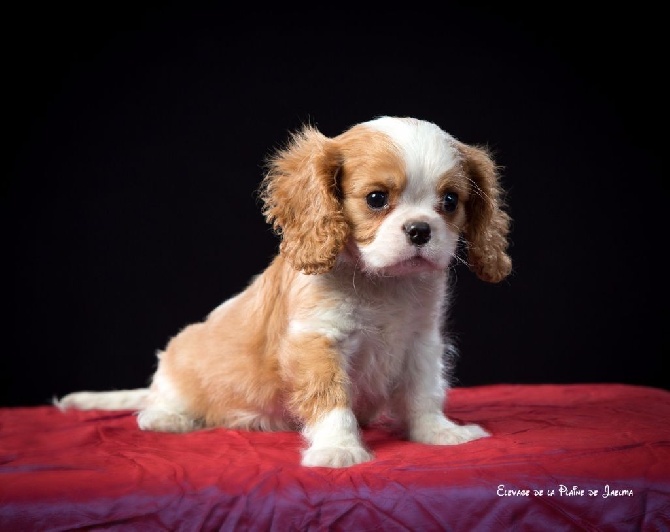 de la plaine du Jaelma - photo de MAMGO ! nouvelle recrue qui reste a l'elevage... 