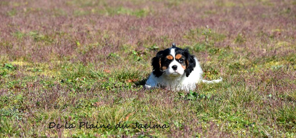 de la plaine du Jaelma - Chiots disponibles - Cavalier King Charles Spaniel