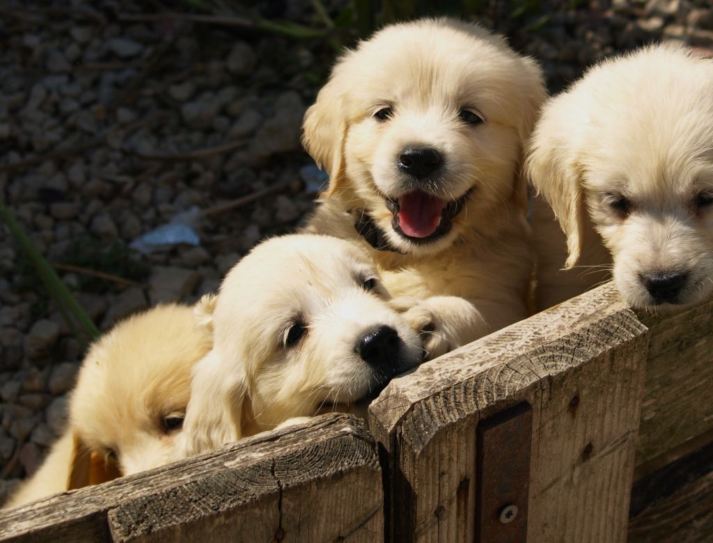 Des petits golden retrievers toujours joueurs