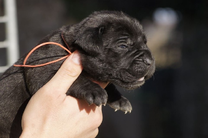 des Gardiens des Murailles - NOUVELLES PHOTOS DES BEBES !!!