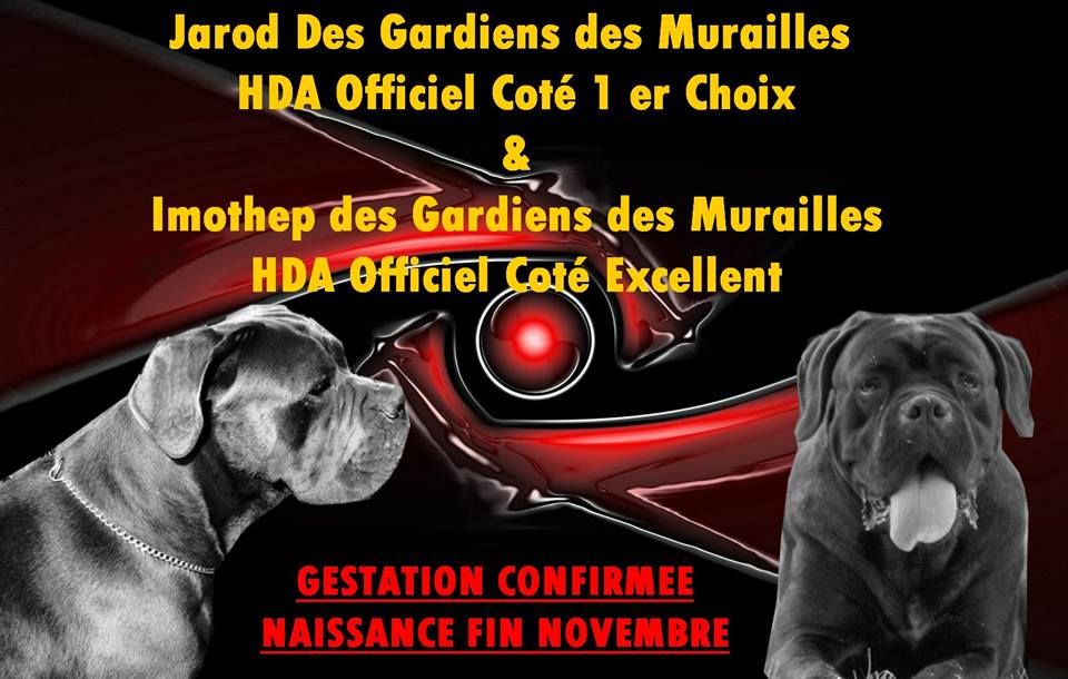 des Gardiens des Murailles - Confirmation de Gestation !!!