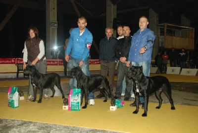 des Gardiens des Murailles - CANE CORSO DAY