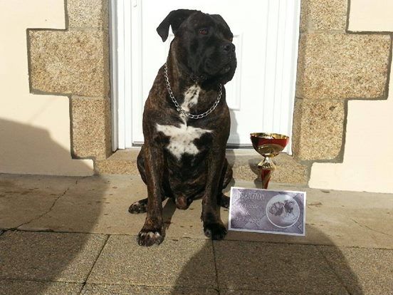 des Gardiens des Murailles - Résultats Paris Dog Show!!! 