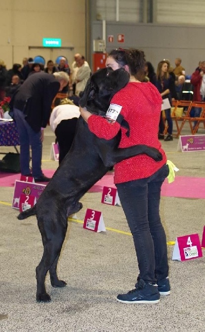 des Gardiens des Murailles - SPECIALE CANE CORSO NANTES