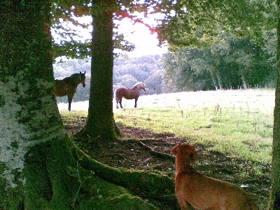 du chateau des Monédières - portée de chiots