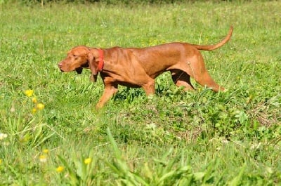 du chateau des Monédières - CHAMPION DE FIELD TRIAL D'AUTOMNE