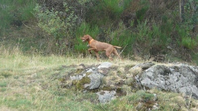 du chateau des Monédières - Chiots à naître