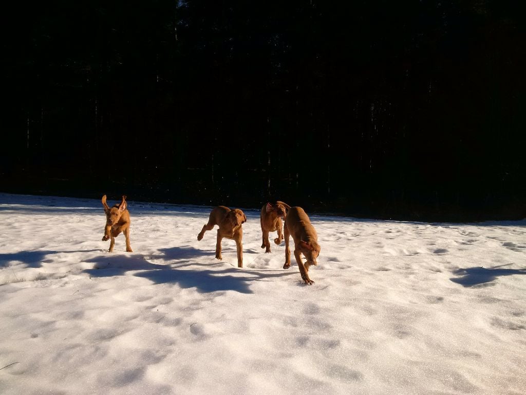 du chateau des Monédières - Braque hongrois à poil court (Vizsla) - Portée née le 17/11/2018