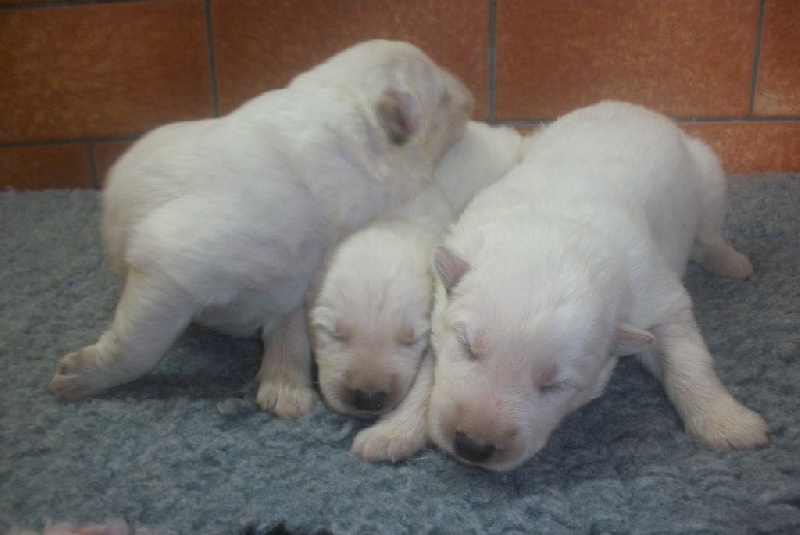 du Domaine St Gildas - Chiots disponibles - Berger Blanc Suisse