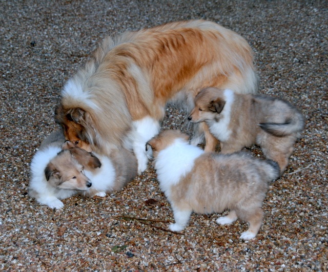 Chiot Colley à poil long of sweety dolls