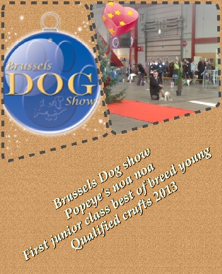 Brussels dog show