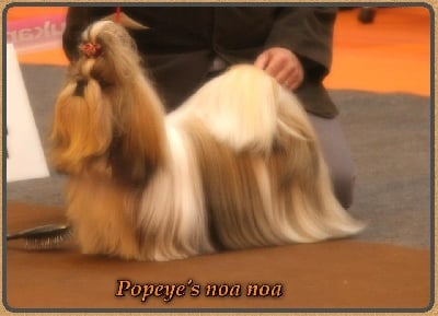 CRUFTS 2013 