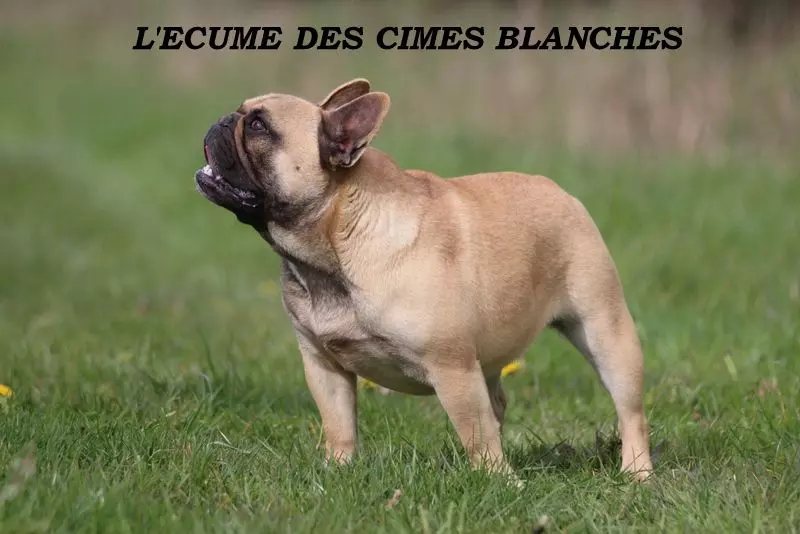 de l'écume des cimes blanches - Femelle adulte stérilisée