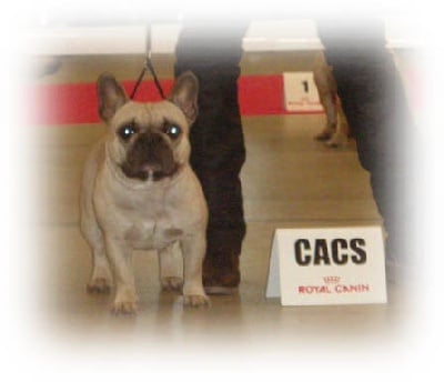 de l'écume des cimes blanches - PARIS DOG SHOW 2011..