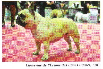 de l'écume des cimes blanches - CHEYENNE DANS CHIENS 2000 !!!