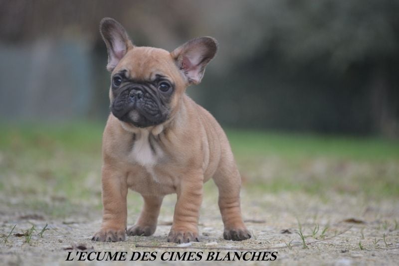 de l'écume des cimes blanches - Chiot femelle disponible !!