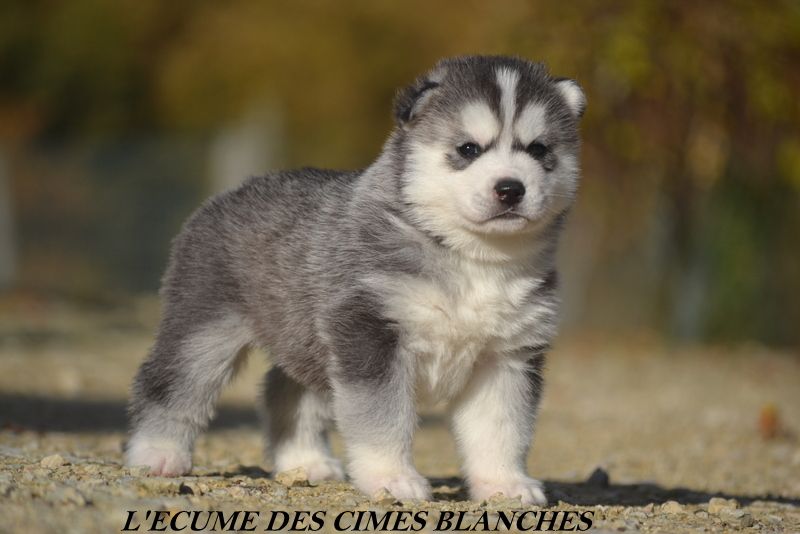 de l'écume des cimes blanches - Chiot mâle disponible !!