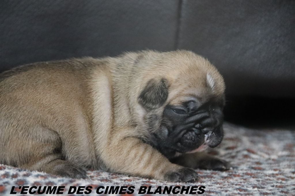 de l'écume des cimes blanches - Chiots disponibles - Bouledogue français