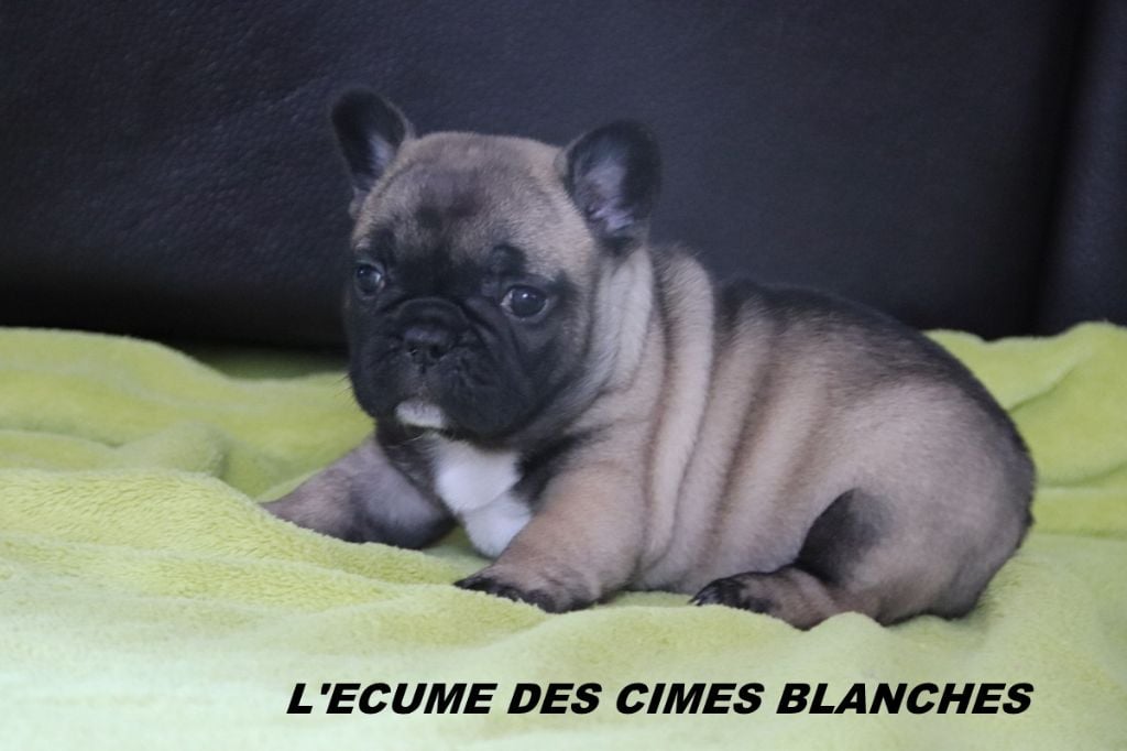 de l'écume des cimes blanches - Chiots disponibles - Bouledogue français