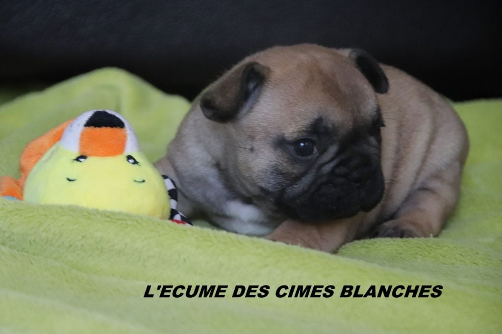 de l'écume des cimes blanches - Chiots disponibles - Bouledogue français