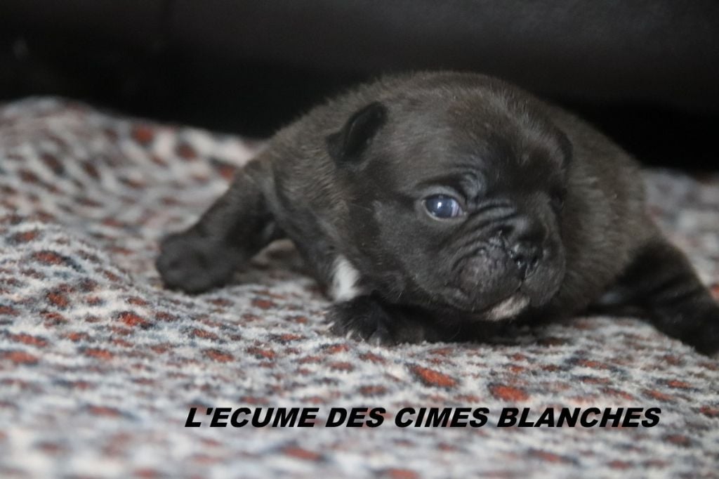 de l'écume des cimes blanches - Chiots disponibles - Bouledogue français