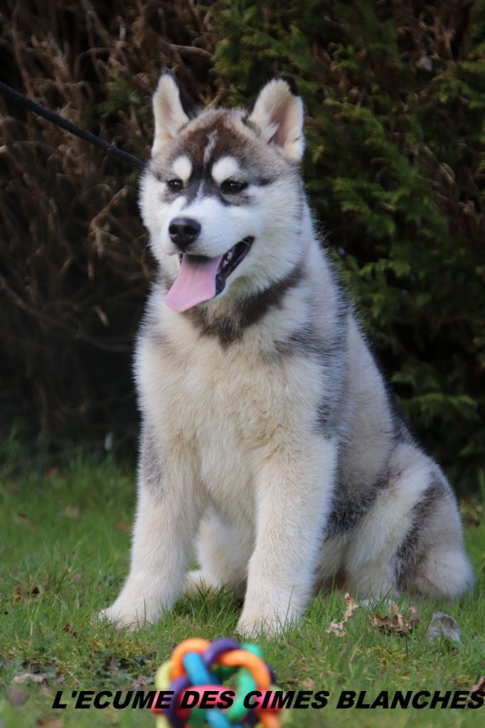 de l'écume des cimes blanches - Chiots disponibles - Siberian Husky