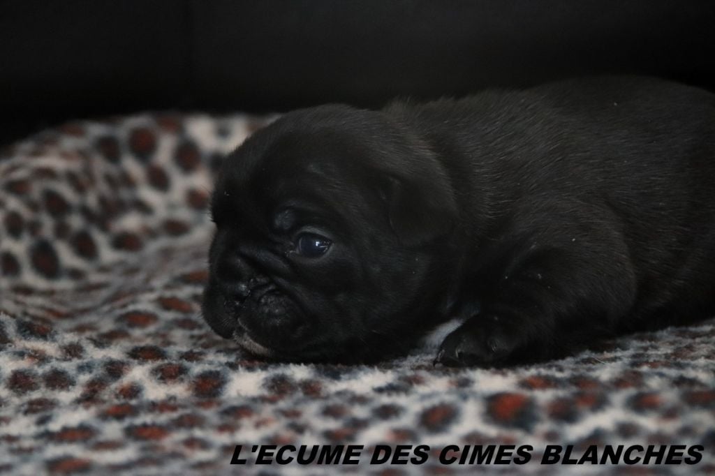 de l'écume des cimes blanches - Chiots disponibles - Bouledogue français