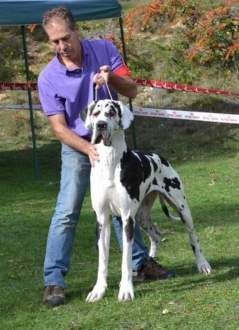 des Joyaux d'Allythelia - Félicia, championne de France