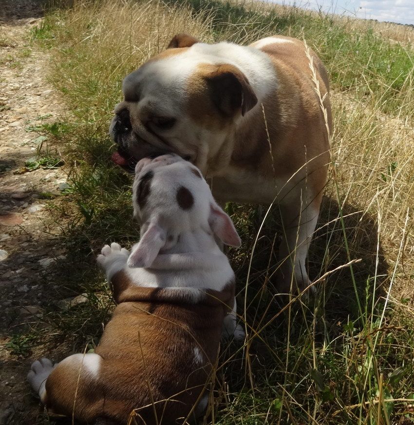 Nouvelles photos des chiots Bulldog