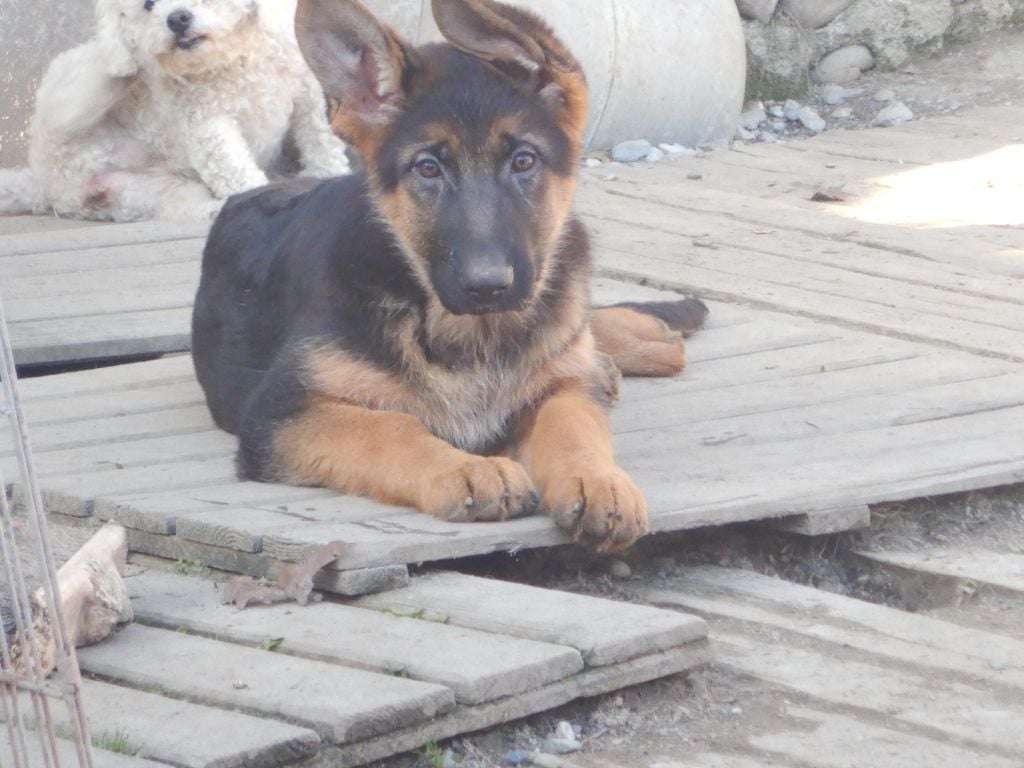 De la Maison des Jeunes - Chiots disponibles - Berger Allemand