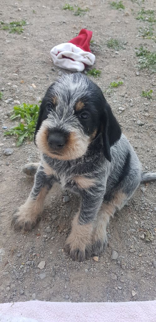 Chiot Griffon bleu de Gascogne du Sentier des Oliviers