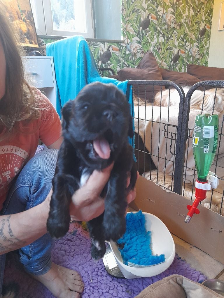 du chant d'Eliote - Chiots disponibles - Lhassa Apso