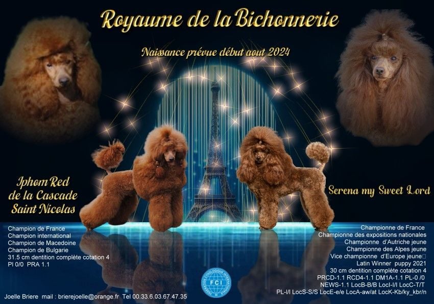 du royaume de la bichonnerie - les bébés de Serena sont nés