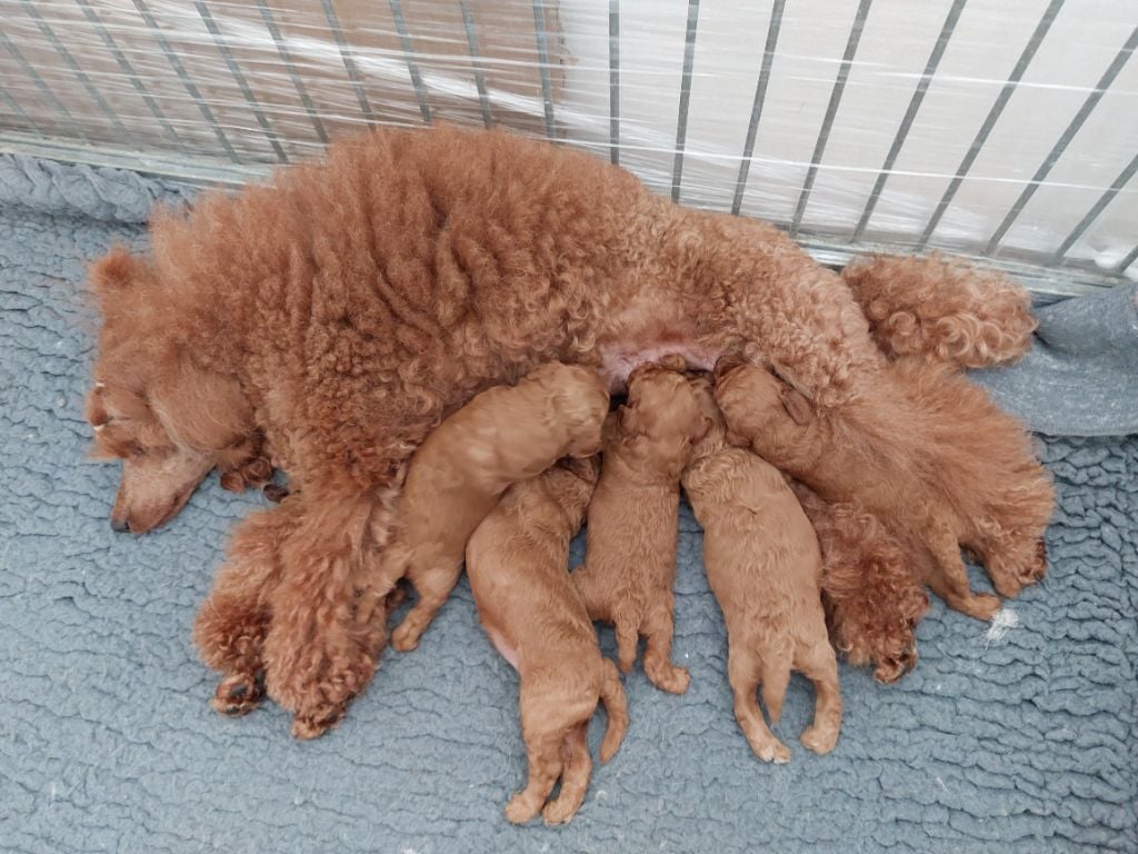 Chiot Caniche du royaume de la bichonnerie