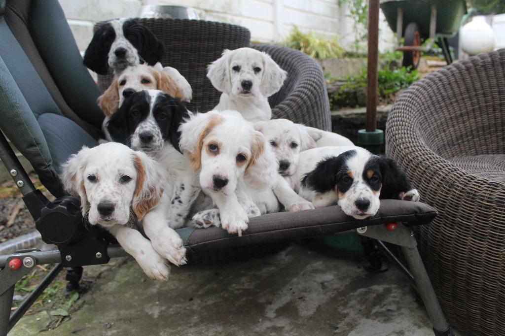 de la baie de Slack - chiots dispos